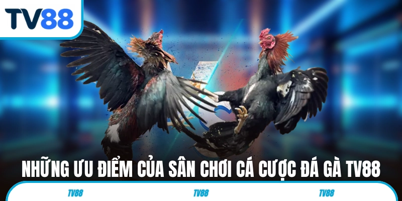Những ưu điểm của sân chơi cá cược đá gà TV88 